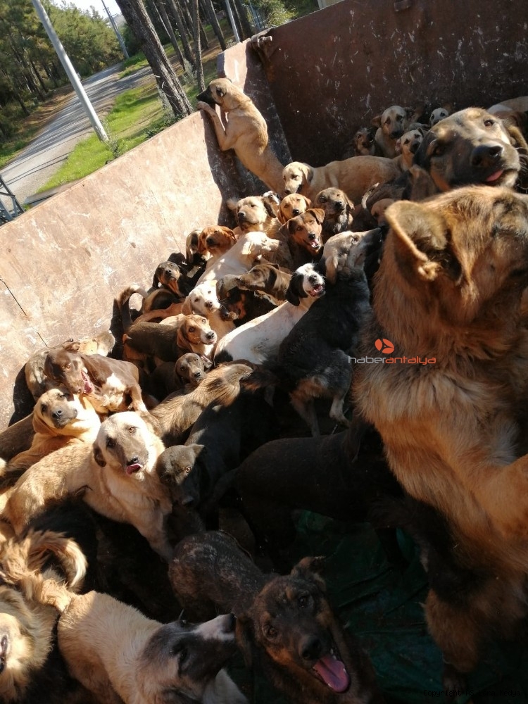 Alanya Belediyesi Sucustu Yakalndi Yasam Antalya Nin Ilk Ve Tek Haber Portali