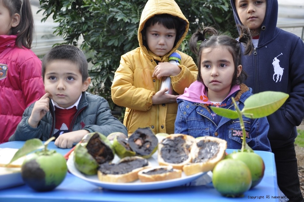 �Çikolata Meyvesi� ağaçtan ekmeğe düştü YAŞAM ANTALYA�NIN İLK VE