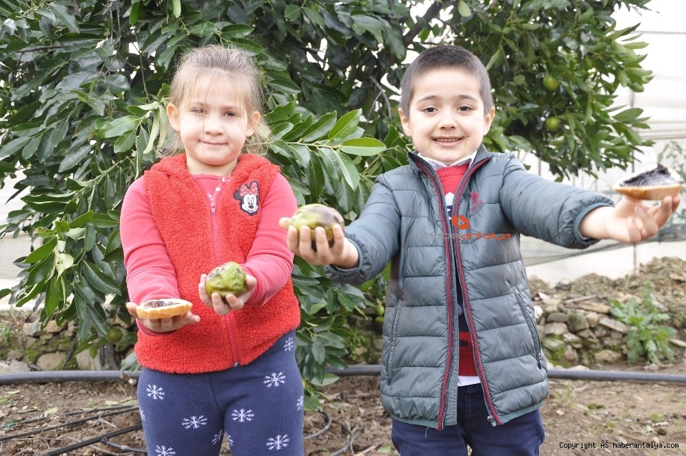 �Çikolata Meyvesi� ağaçtan ekmeğe düştü YAŞAM ANTALYA�NIN İLK VE