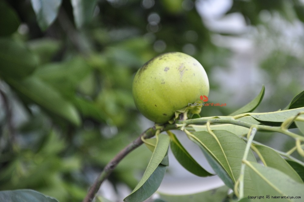�Çikolata Meyvesi� ağaçtan ekmeğe düştü YAŞAM ANTALYA�NIN İLK VE