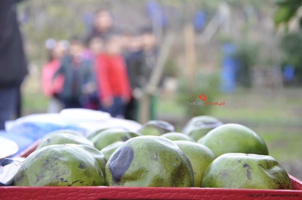 �Çikolata Meyvesi� ağaçtan ekmeğe düştü YAŞAM ANTALYA�NIN İLK VE