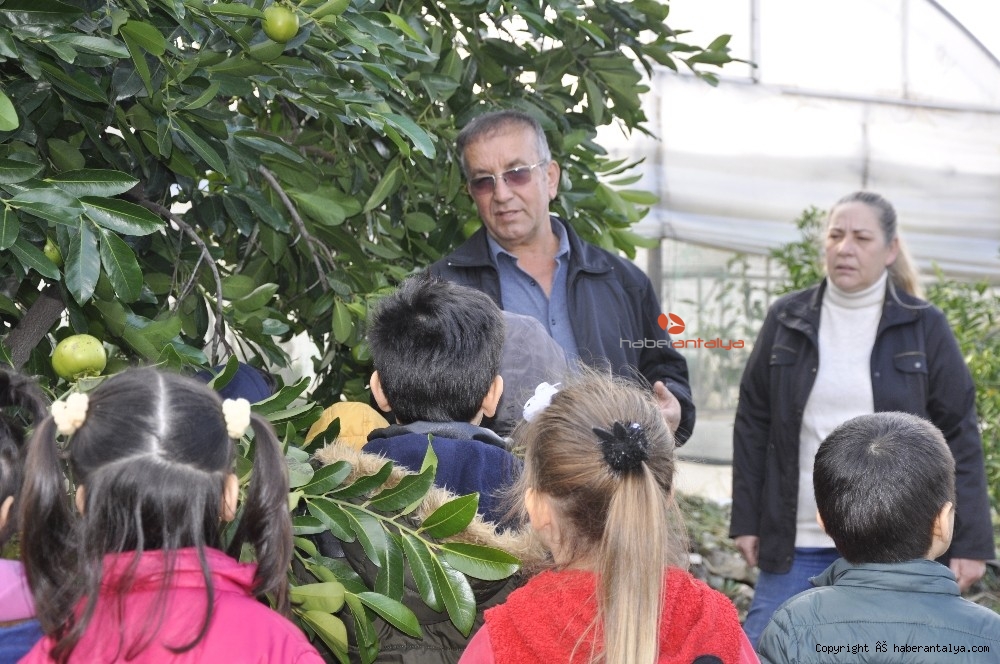 �Çikolata Meyvesi� ağaçtan ekmeğe düştü YAŞAM ANTALYA�NIN İLK VE