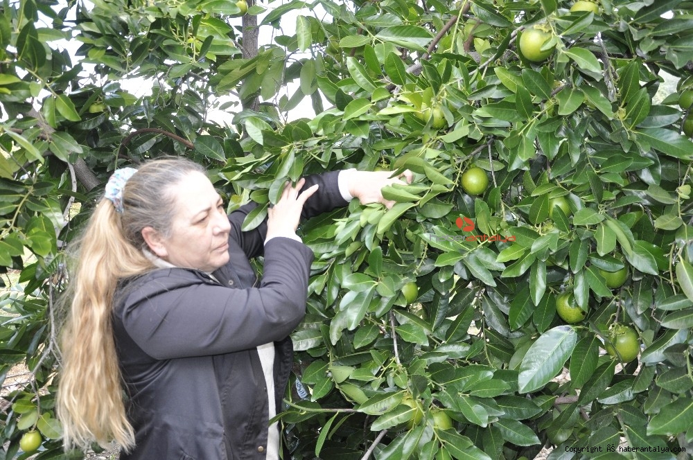 �Çikolata Meyvesi� ağaçtan ekmeğe düştü YAŞAM ANTALYA�NIN İLK VE