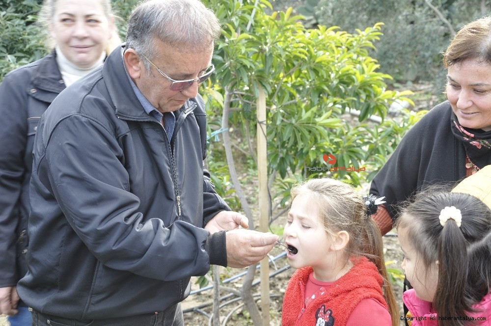 �Çikolata Meyvesi� ağaçtan ekmeğe düştü YAŞAM ANTALYA�NIN İLK VE