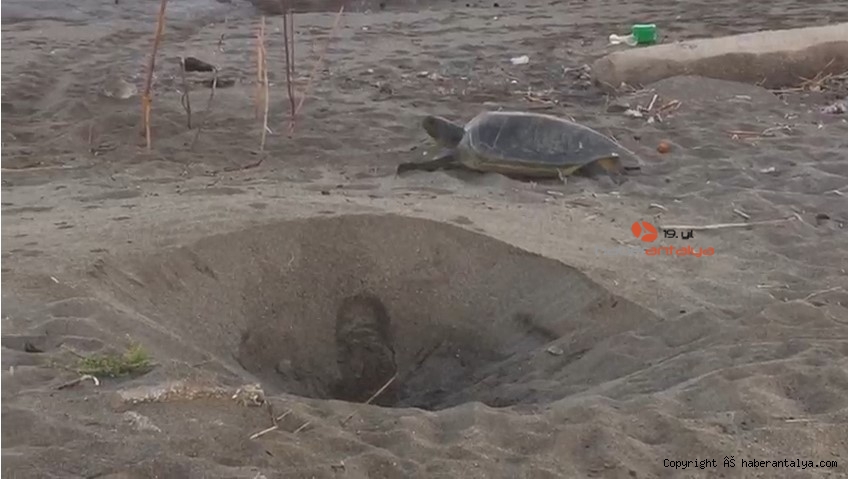 Caretta carettaların yumurtlama dönemi sürüyor GÜNCEL ANTALYA�NIN