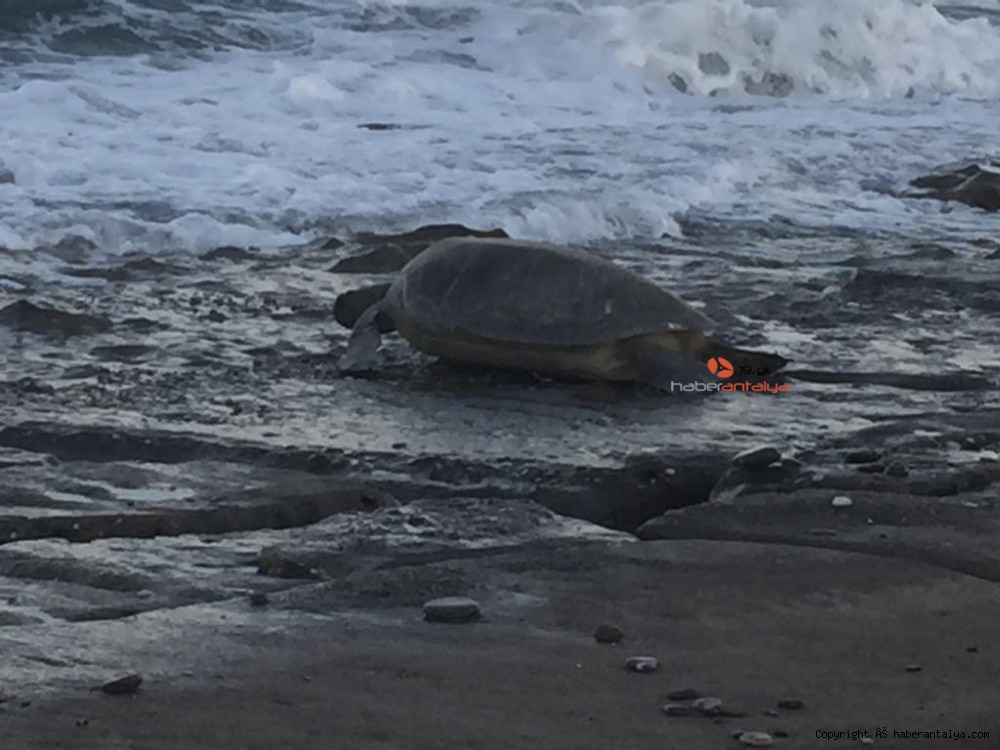 Caretta carettaların yumurtlama dönemi sürüyor GÜNCEL ANTALYA�NIN