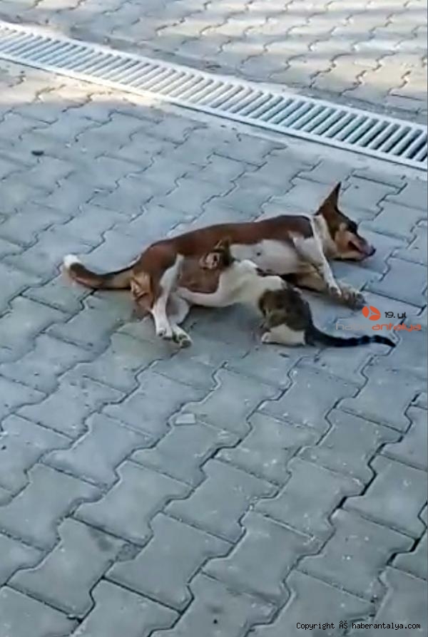 Kopek Max Uc Yavru Kediyi Emziriyor Yasam Antalya Nin Ilk Ve Tek Haber Portali