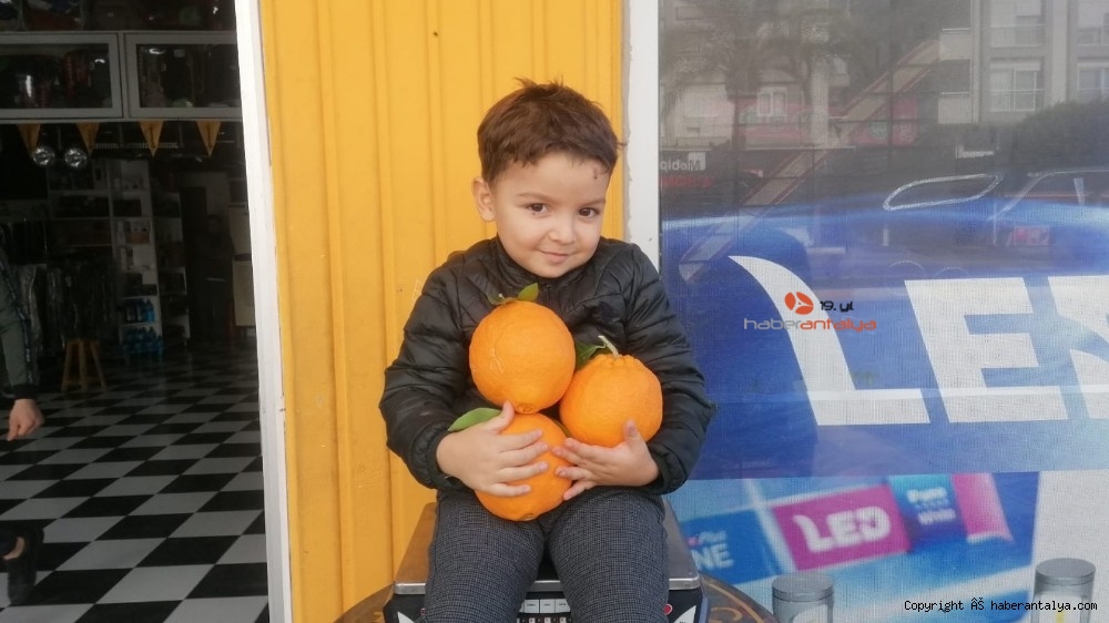 Tanesi 1 kilogramı geçen portakallar ne kadara satılıyor ?-2