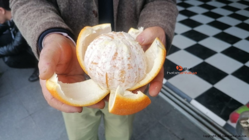 Tanesi 1 kilogramı geçen portakallar ne kadara satılıyor ?-4
