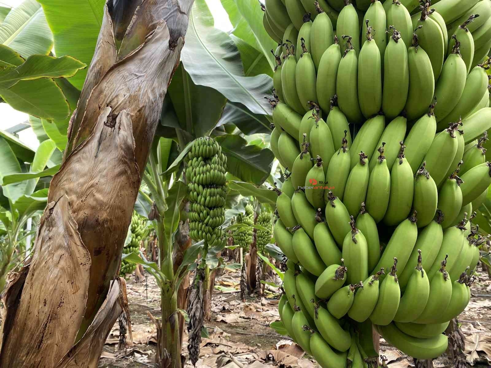 Натуральный банан. 10 m us. Картинка золотой банан. 10 m us. Маленькие бананы.