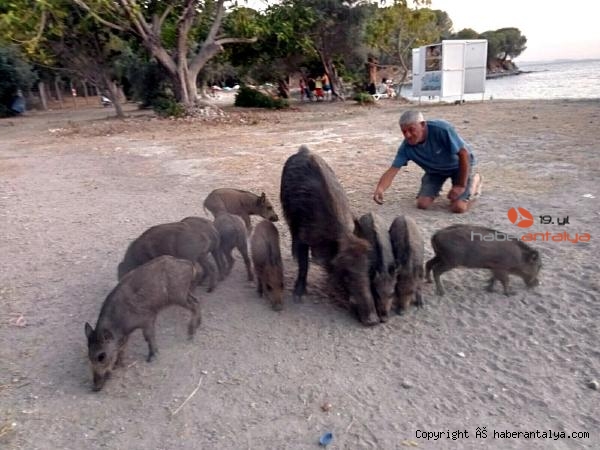 2022/06/sahilde-yanlarina-kadar-gelen-domuz-ve-yavrularini-beslediler-9430d160aebe-1.jpg
