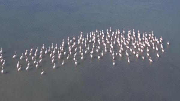 2022/11/flamingolar-sulak-alanda-gorsel-solen-olusturdu-b22ea35c594d-1.jpg