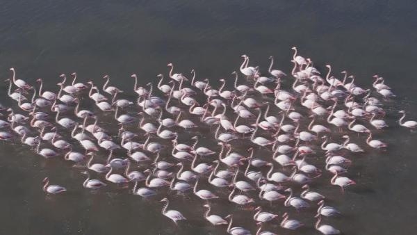 2022/11/flamingolar-sulak-alanda-gorsel-solen-olusturdu-b22ea35c594d-8.jpg