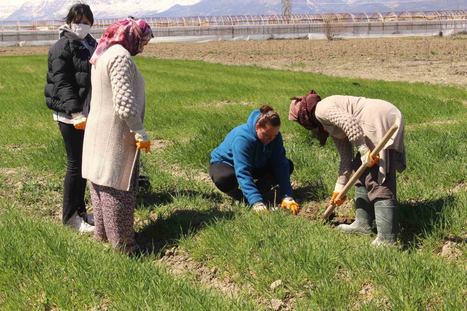 Antep fıstığı fidanları Elmalı'da toprakla buluşturuldu-3