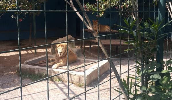 Aslan, çocuğun saçlı derisini kopardı !-1