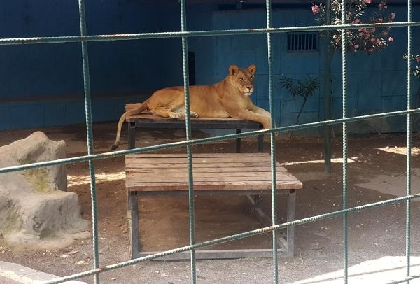Aslan, çocuğun saçlı derisini kopardı !-2