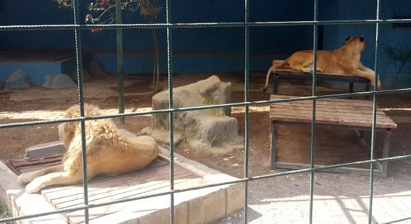 Aslan, çocuğun saçlı derisini kopardı !-3