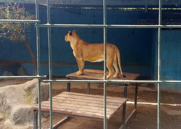 Aslan, çocuğun saçlı derisini kopardı !-4