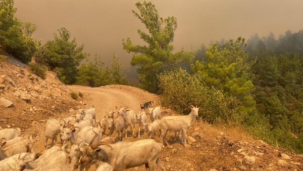 Çanakkale'de orman yangını -2