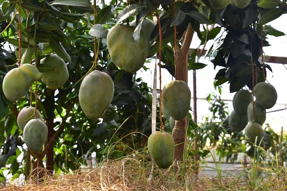 2023/09/alanyada-avokado-ve-mango-temali-tropik-meyve-festivali-basliyor-20230926AW03-1.jpg