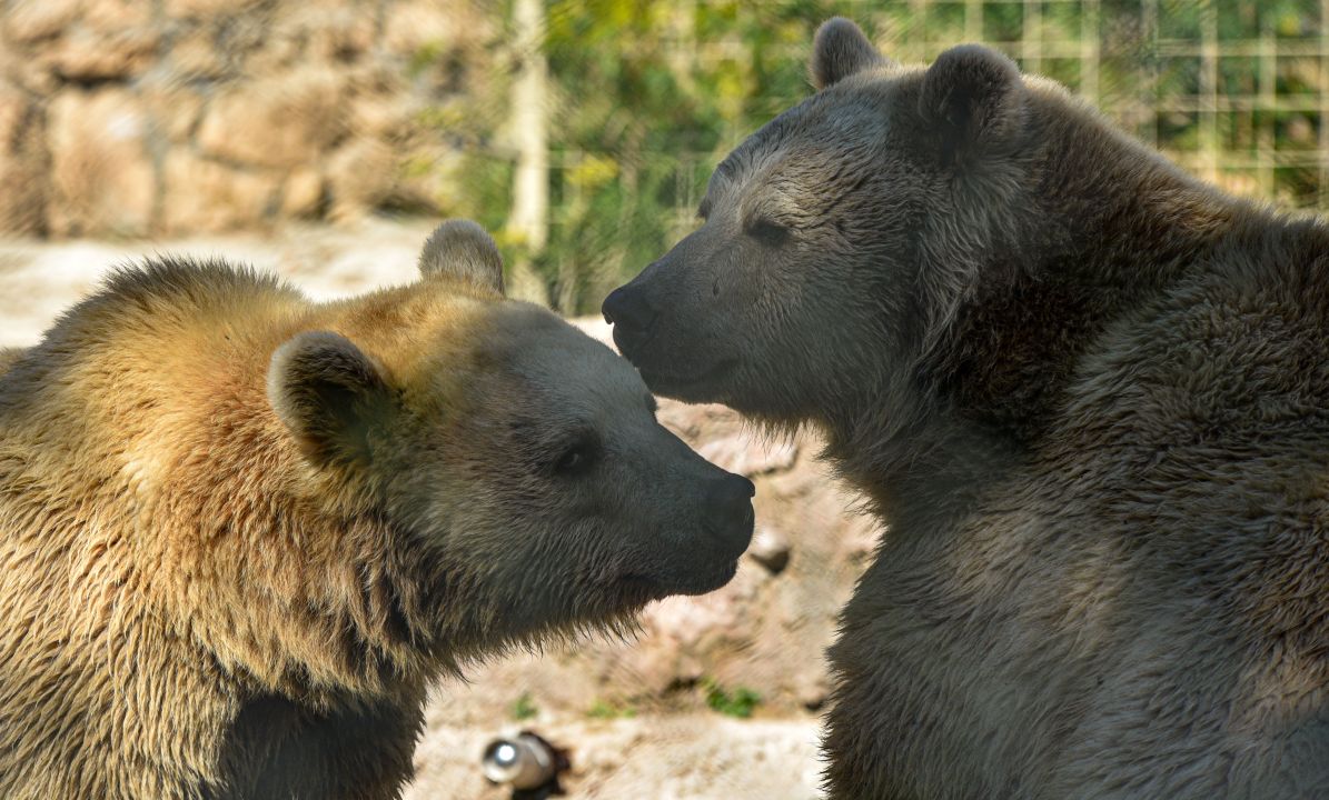 Antalya'nın kış güneşinde ayılar uyumadı