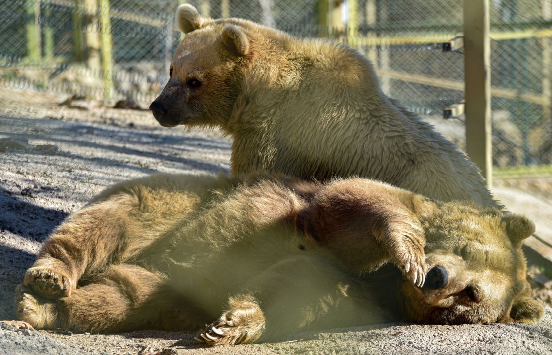 Antalya'nın kış güneşinde ayılar uyumadı