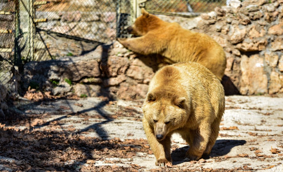 Antalya'nın kış güneşinde ayılar uyumadı
