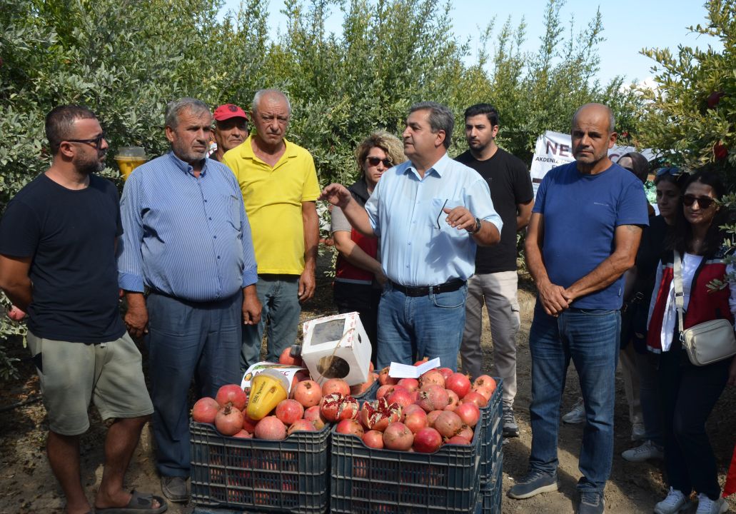 Serik'te nar hasadı başladı