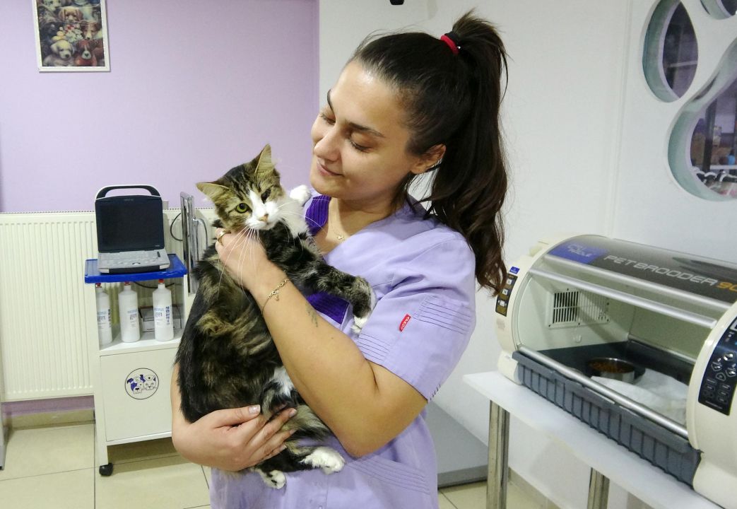 Anemi hastası kedi 'Nazlı', donör 'Casper'ın kanıyla sağlığına kavuştu