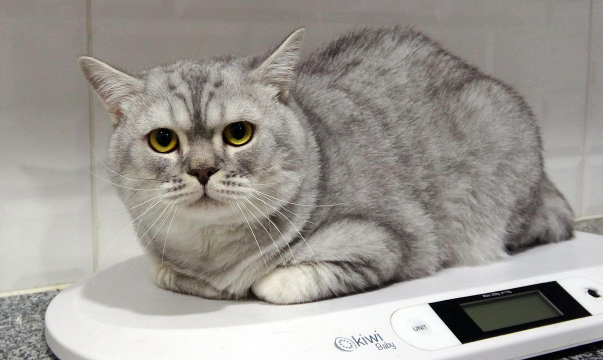 Anemi hastası kedi 'Nazlı', donör 'Casper'ın kanıyla sağlığına kavuştu