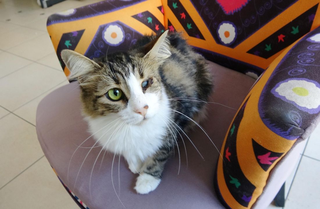 Anemi hastası kedi 'Nazlı', donör 'Casper'ın kanıyla sağlığına kavuştu