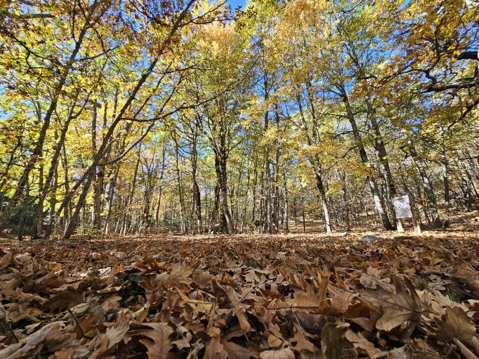 Dünyadaki tek kasnak meşesi ormanına izinsiz girmenin cezası 557 bin TL