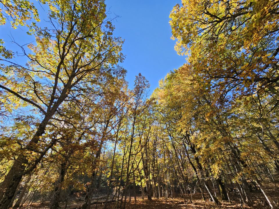 Dünyadaki tek kasnak meşesi ormanına izinsiz girmenin cezası 557 bin TL
