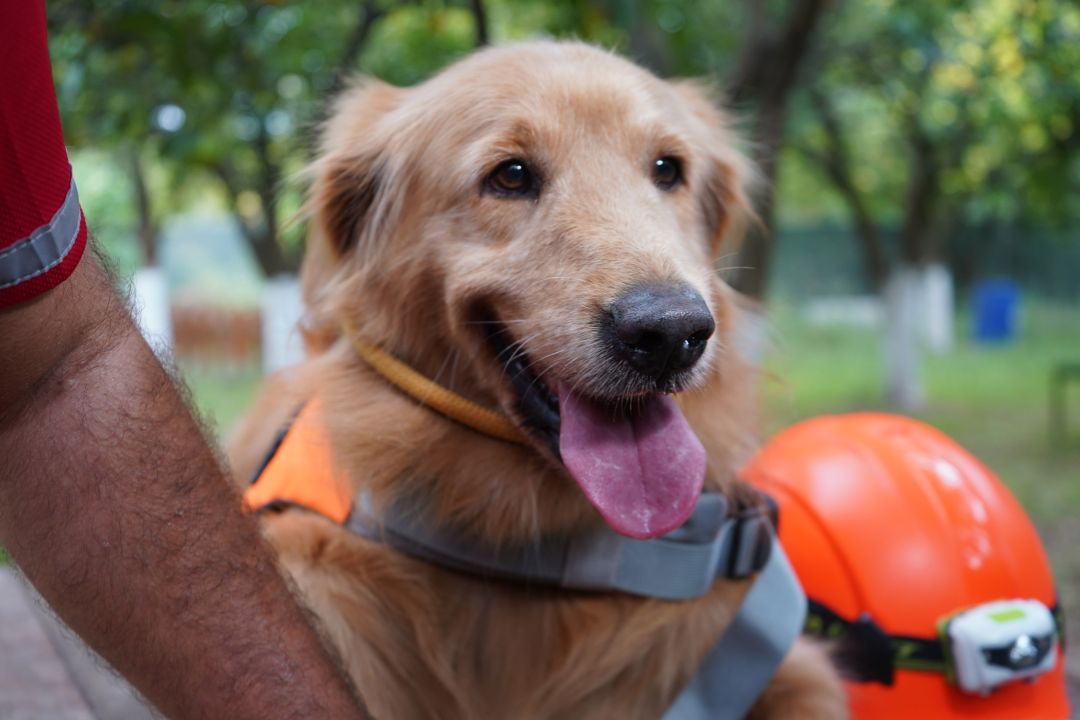 'Evcil köpekler de arama kurtarma timlerinde yer alabilir'