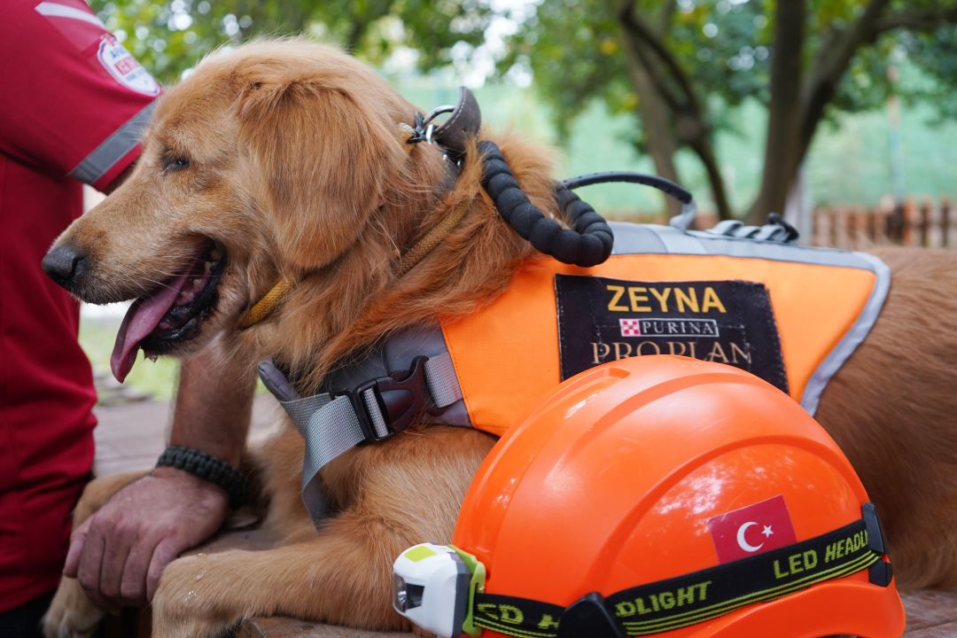 'Evcil köpekler de arama kurtarma timlerinde yer alabilir'