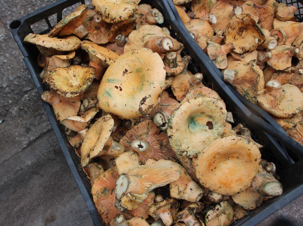 Mantar geçim kaynakları oldu