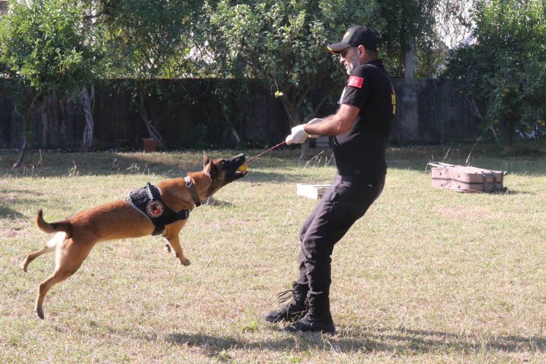 Narkotik köpeklerinin sıra dışı eğitimi; madde değil, oyuncağını arıyor