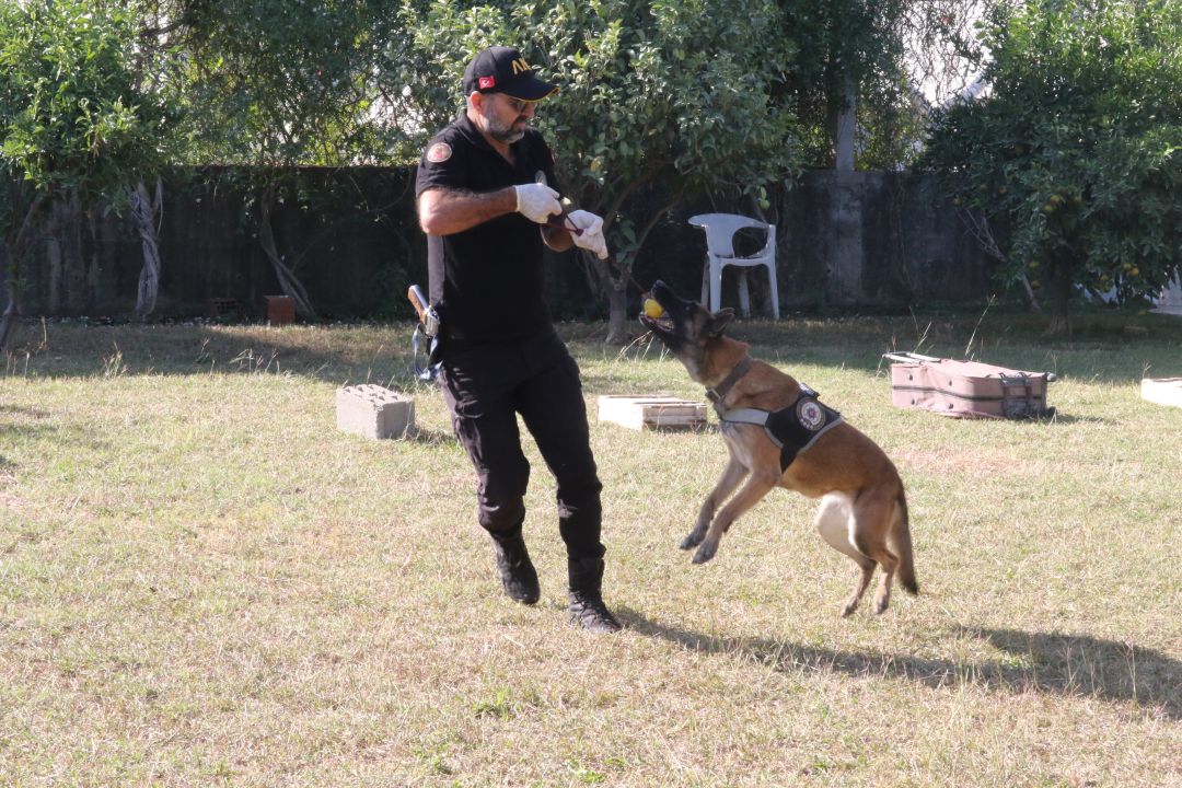 Narkotik köpeklerinin sıra dışı eğitimi; madde değil, oyuncağını arıyor