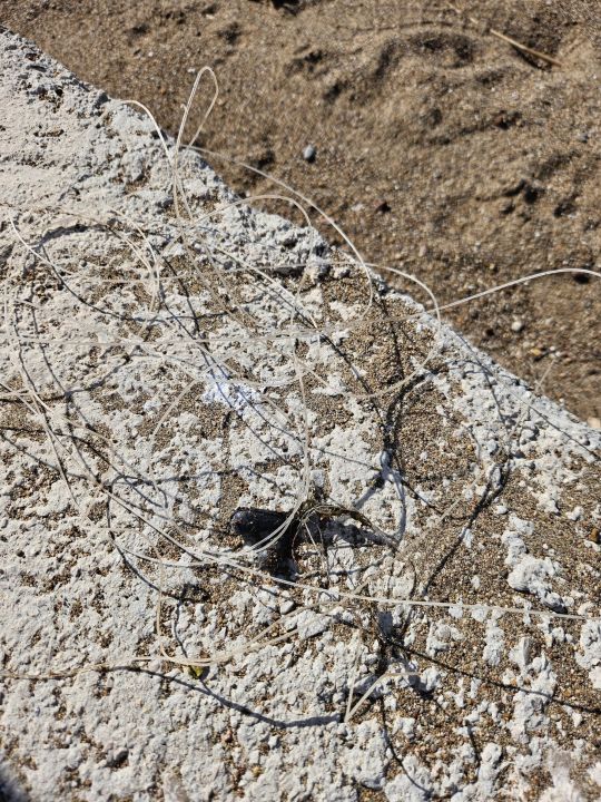 Deniz dibinde balık ağlarına takılı yaralı caretta caretta kurtarıldı