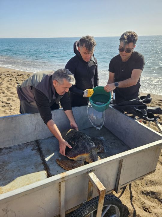 Deniz dibinde balık ağlarına takılı yaralı caretta caretta kurtarıldı