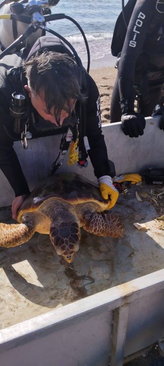 Deniz dibinde balık ağlarına takılı yaralı caretta caretta kurtarıldı