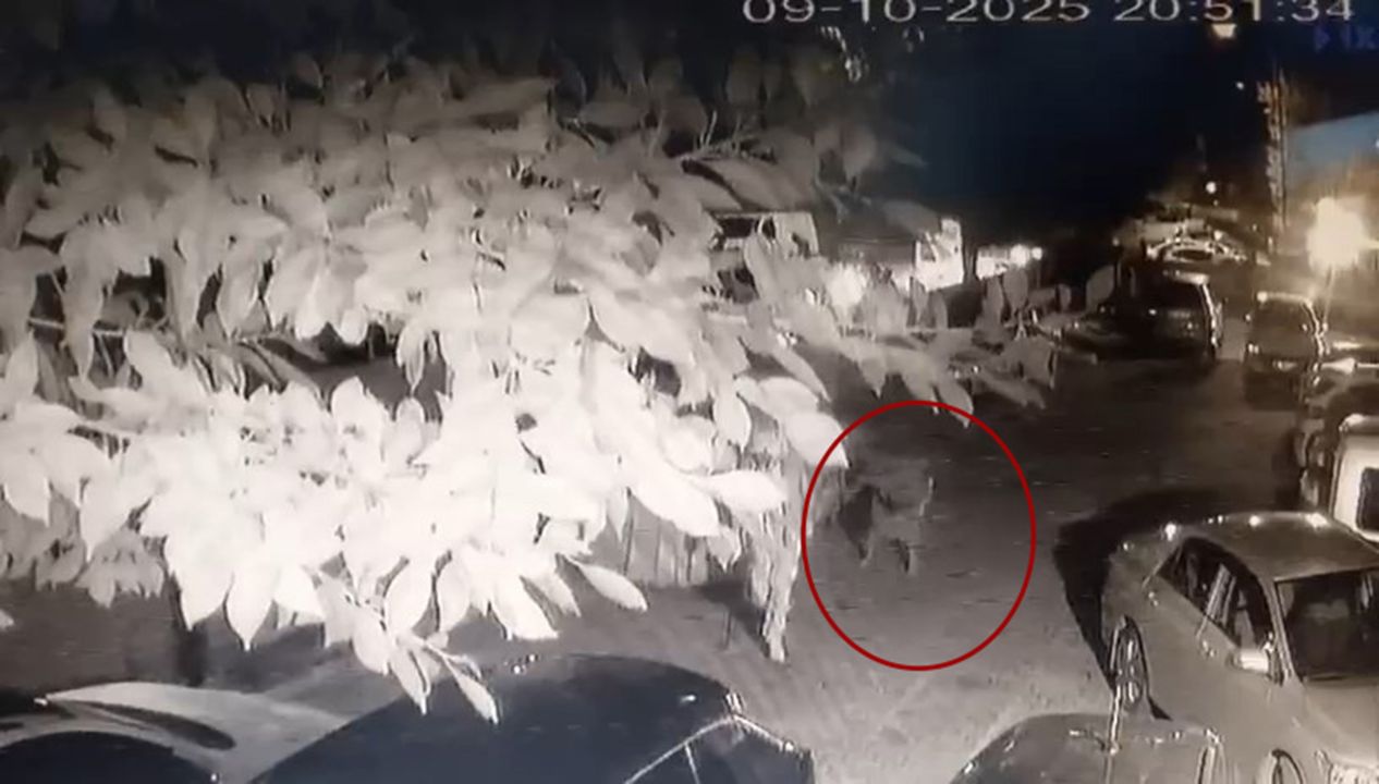 Kedinin bastonla vurularak öldürüldüğü iddiasıyla şikayetçi oldu