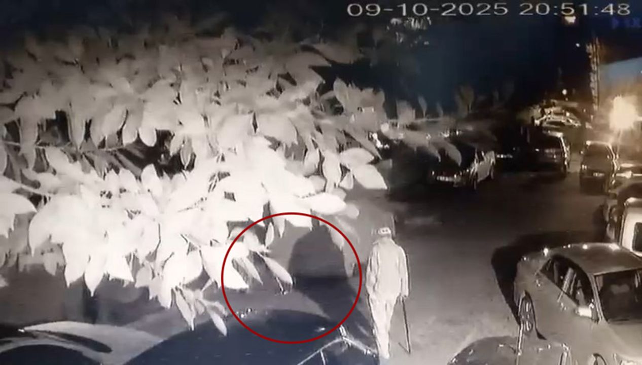 Kedinin bastonla vurularak öldürüldüğü iddiasıyla şikayetçi oldu