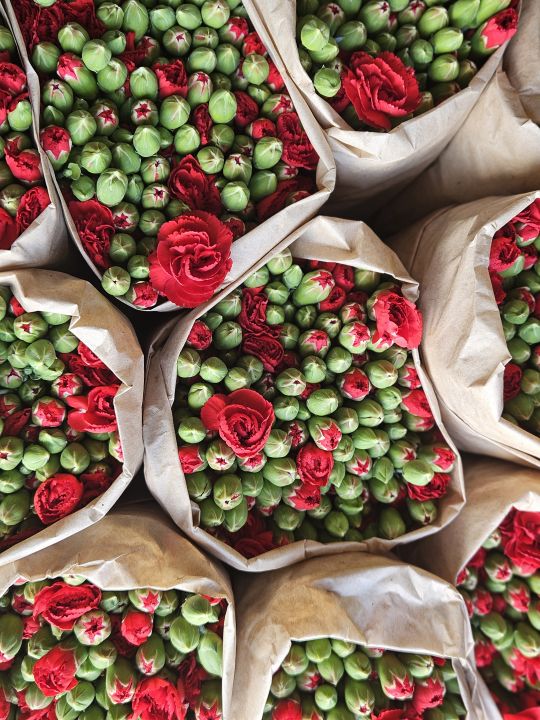 Avrupa ülkelerine 12 milyon dolarlık yılbaşı çiçeği