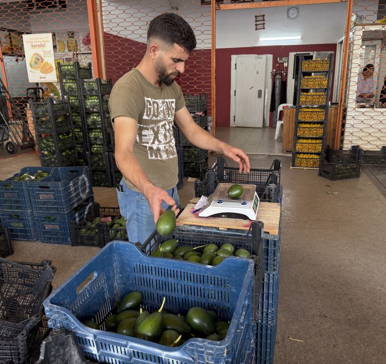 Alanya avokadosunda rekolte beklentisi 150 milyon adet