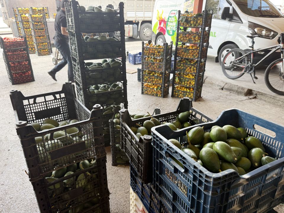 Alanya avokadosunda rekolte beklentisi 150 milyon adet