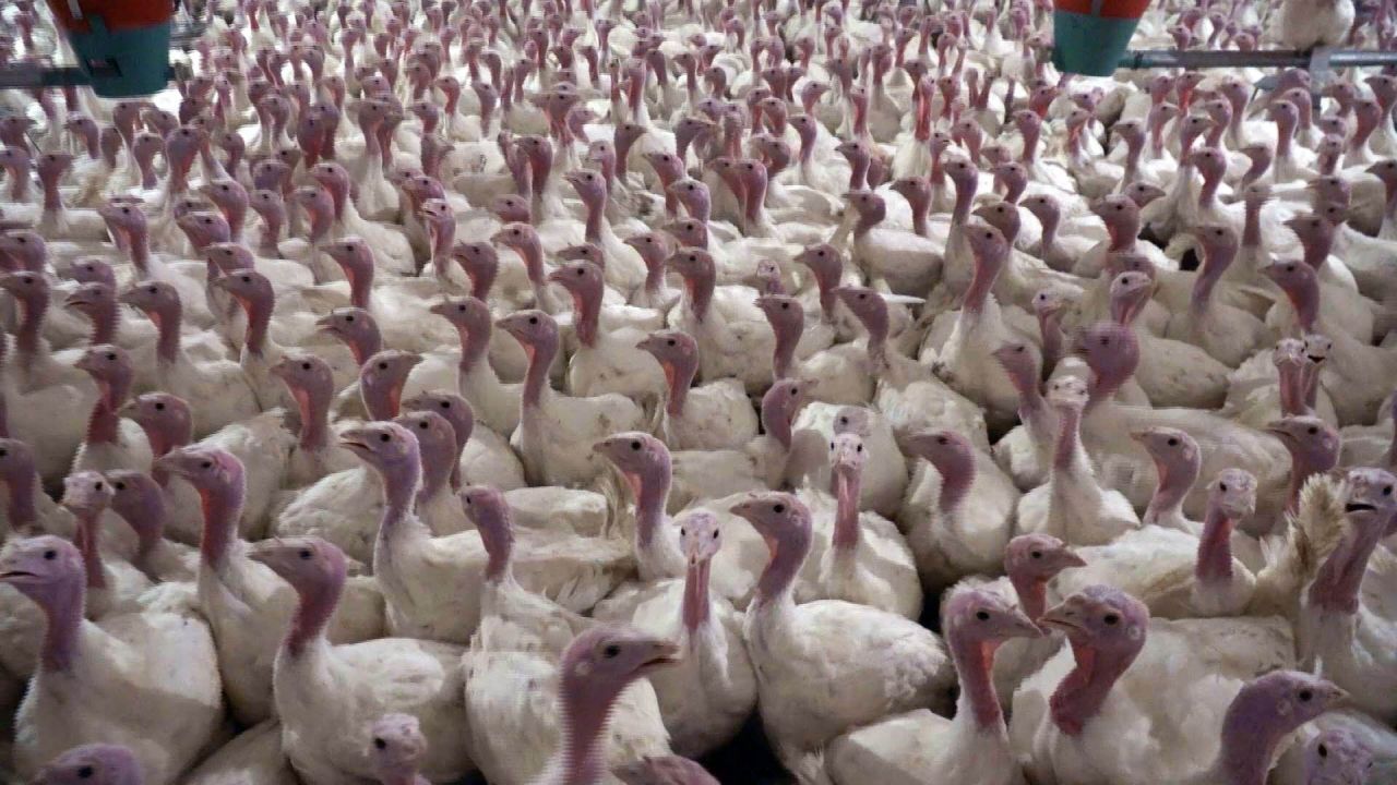 Yılbaşı hindisi 800 ile 1000 lira