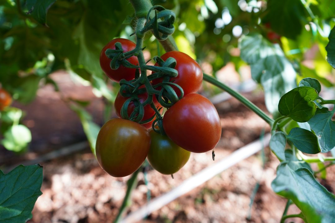 Üniversiteden sofraya