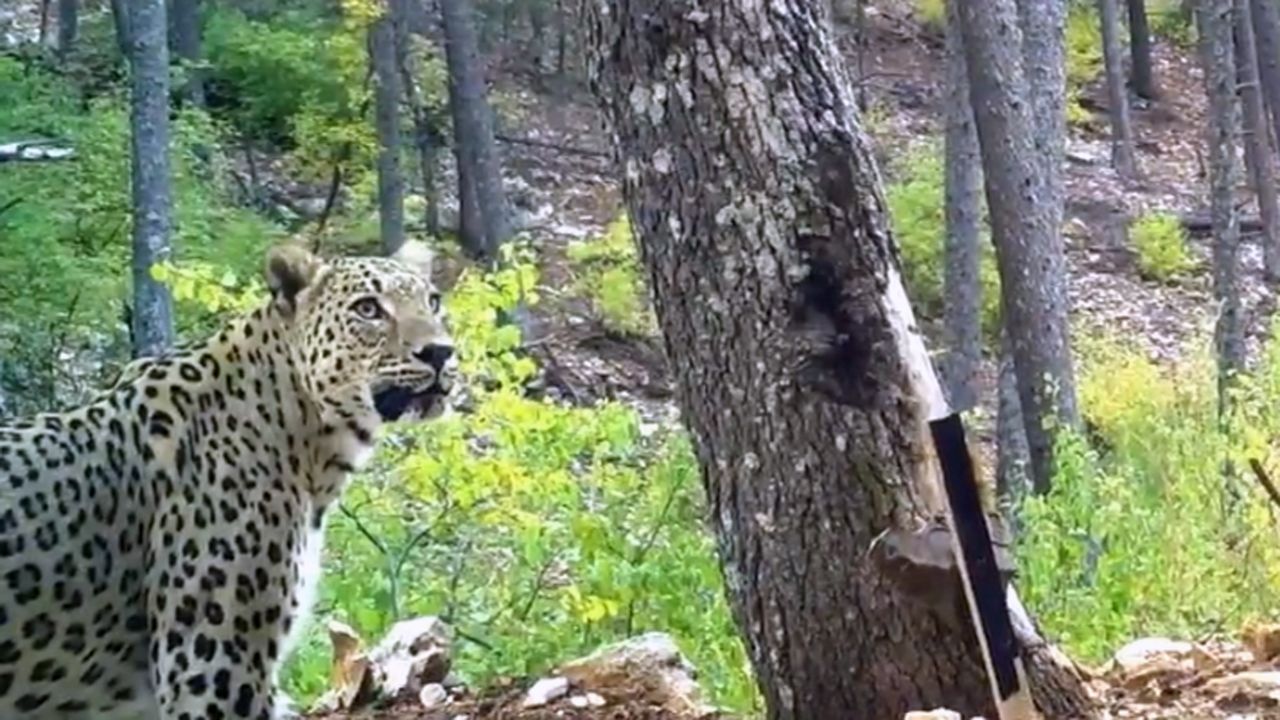 Anadolu parsına zarar vermenin cezası 45 milyon TL