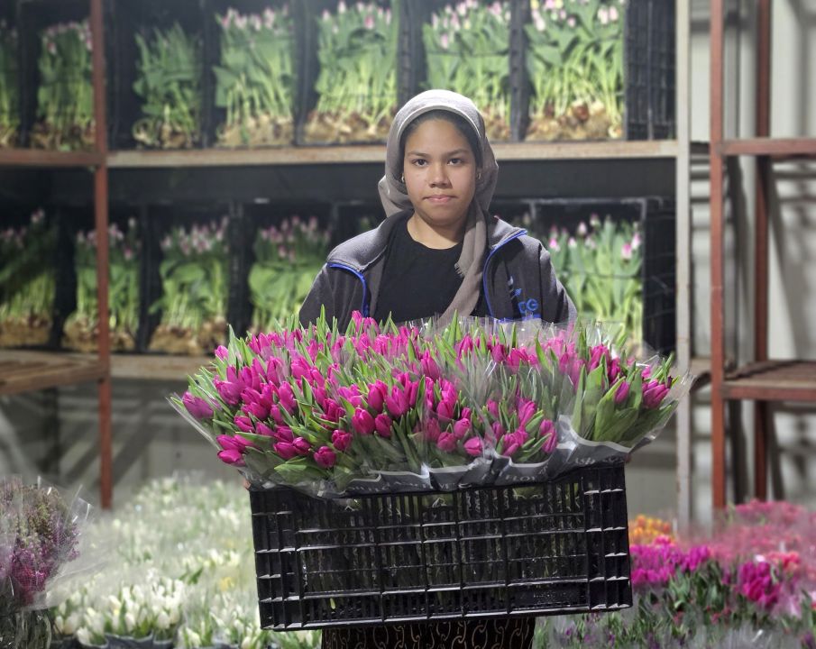 Kadınlar Günü'ne özel suda lale üretimi
